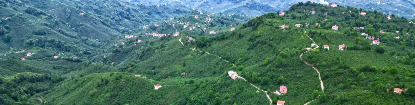 Aerial view of green hazelnut hills in Giresun