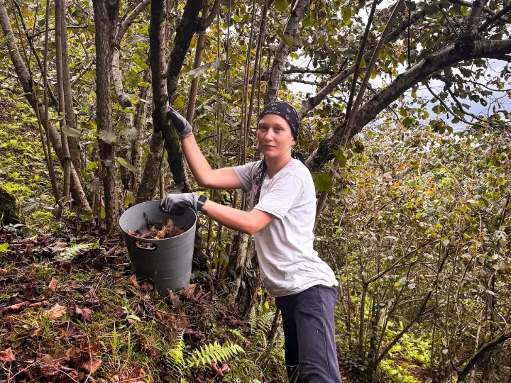 Dr. Yasemin Kuruca harvesting hazelnuts in the family orchard